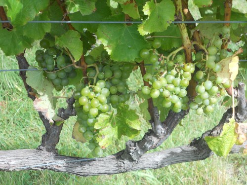 Semillon_grapes_on_the_vine